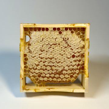 Wabenhonig 10x10cm